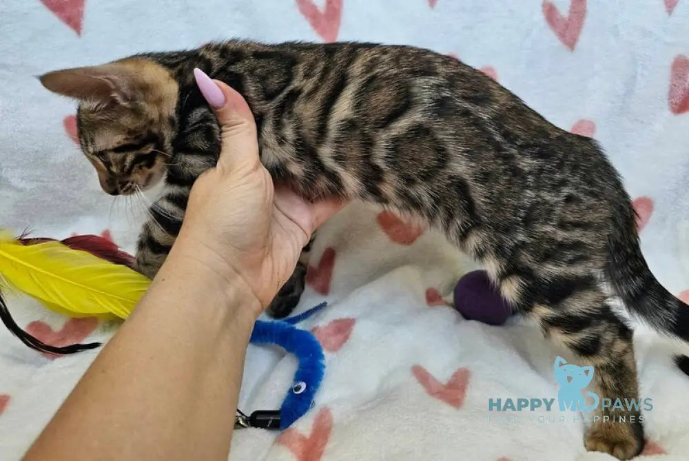 Ivy Bengal female black spotted tabby live animals
