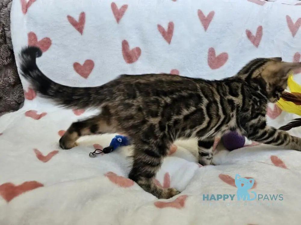 Ivy Bengal female black spotted tabby live animals