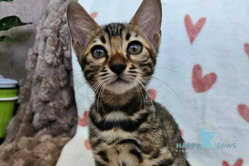 Ivy Bengal female black spotted tabby live animals