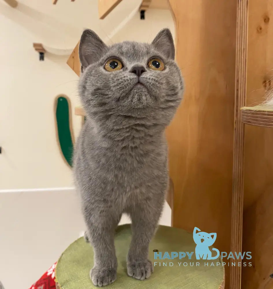 Ivy British Shorthair female blue live animals