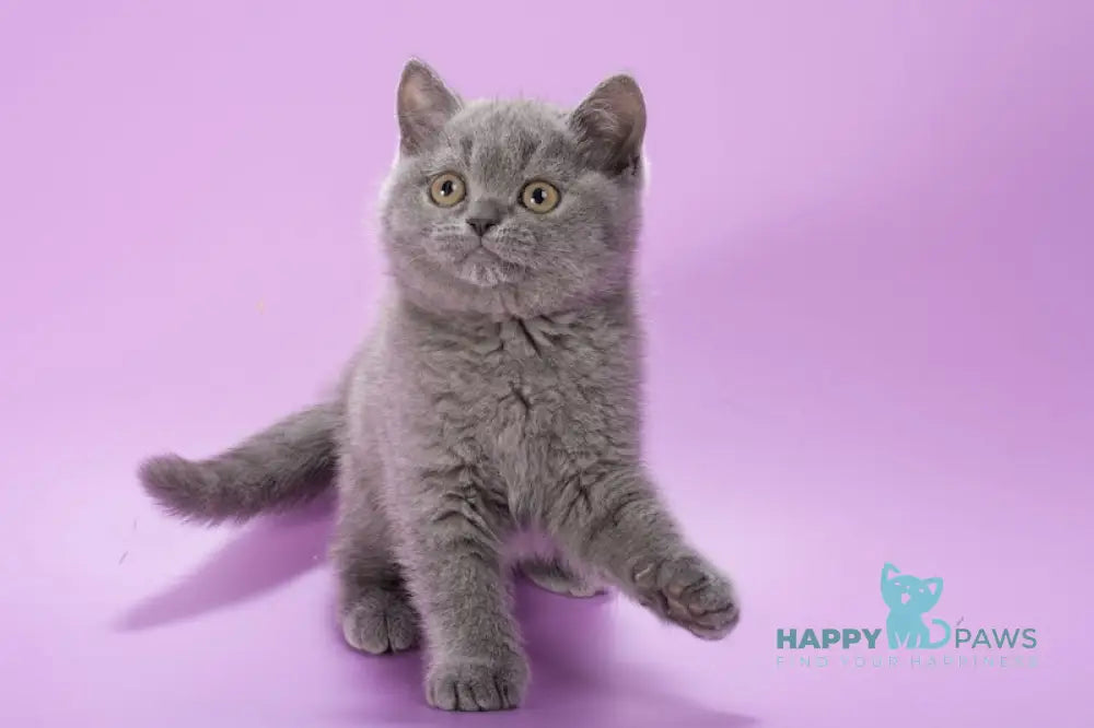 Ivy British Shorthair female blue live animals
