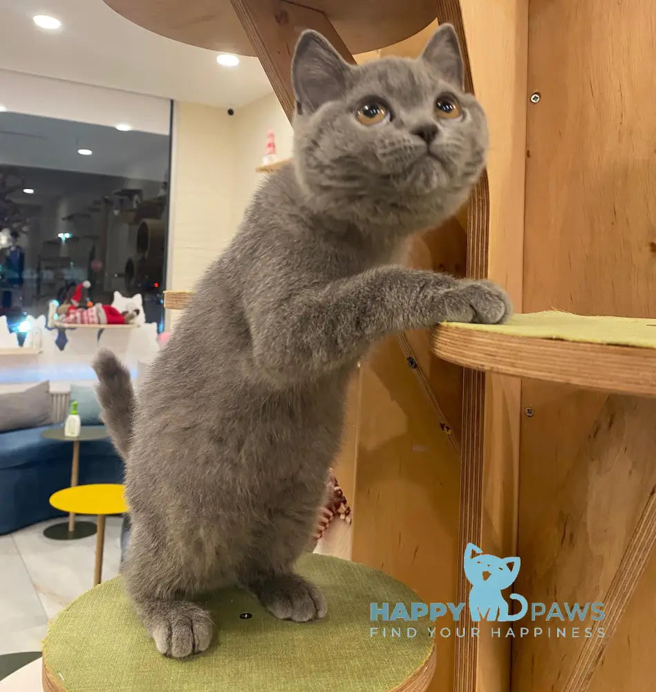 Ivy British Shorthair female blue live animals