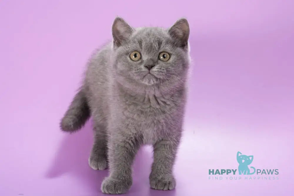 Ivy British Shorthair female blue live animals