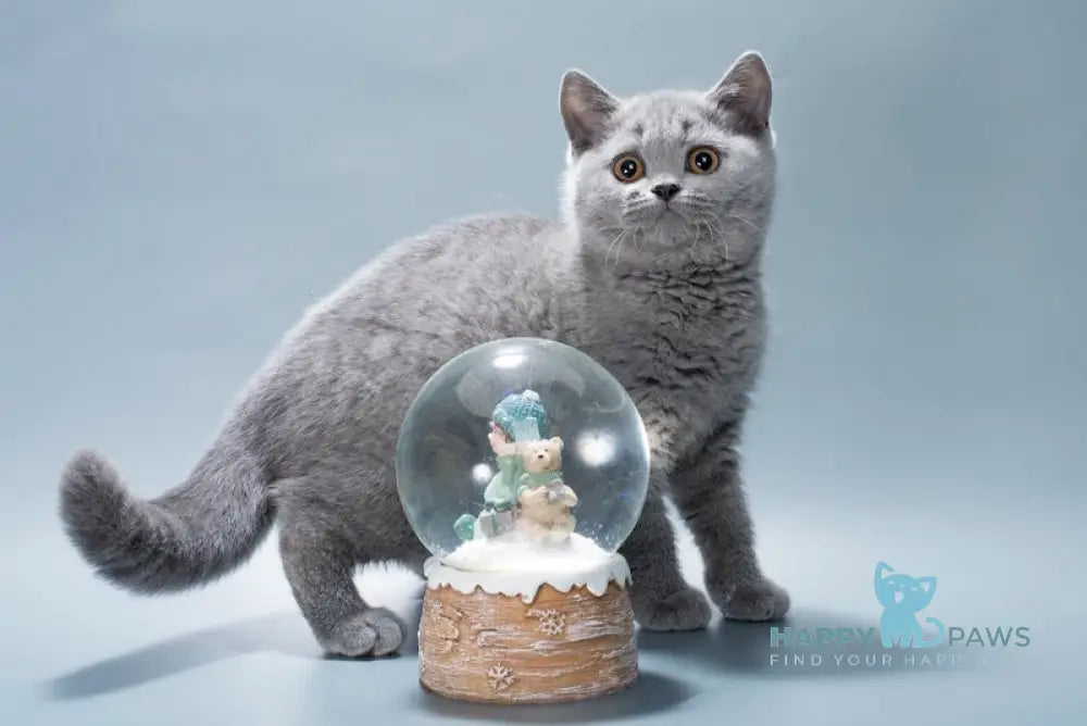 Ivy British Shorthair female blue live animals