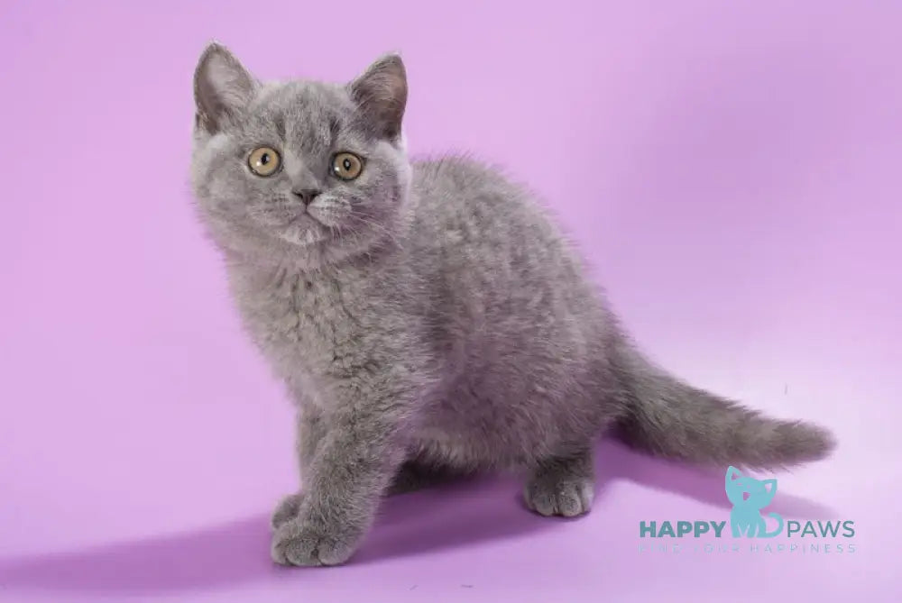 Ivy British Shorthair female blue live animals