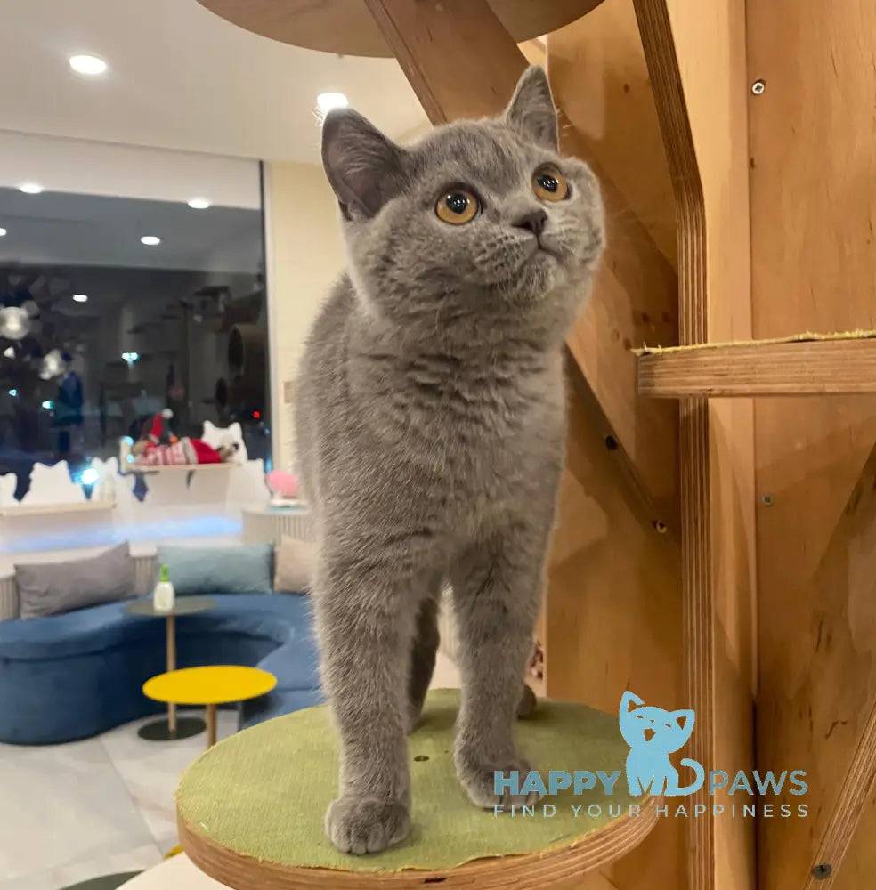 Ivy British Shorthair female blue live animals