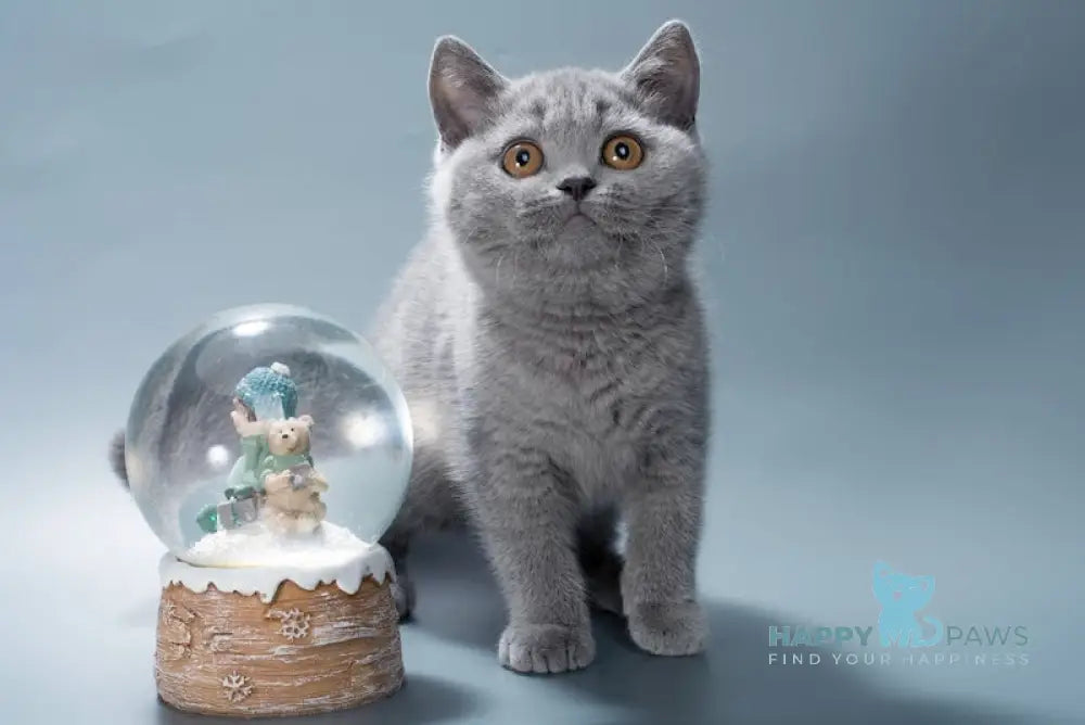 Ivy British Shorthair female blue live animals