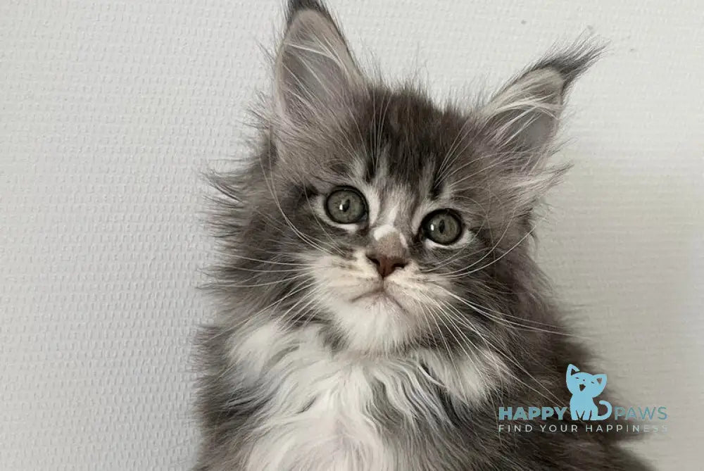 Ivy Maine Coon female blue silver bicolour tabby live animals