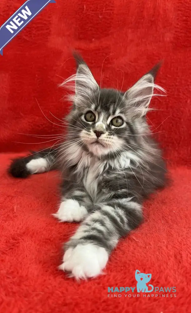 Ivy Maine Coon female blue silver bicolour tabby live animals