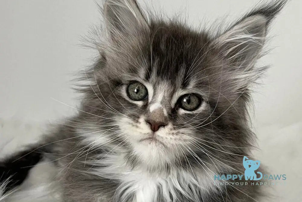 Ivy Maine Coon female blue silver bicolour tabby live animals