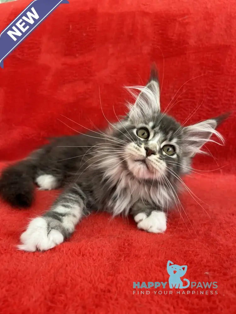 Ivy Maine Coon female blue silver bicolour tabby live animals