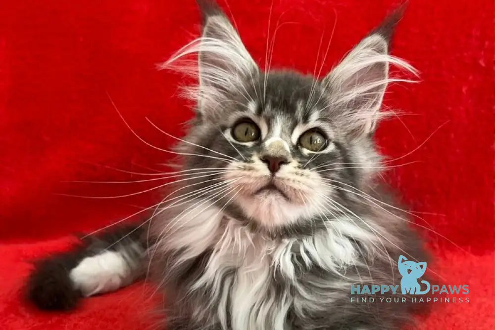 Ivy Maine Coon female blue silver bicolour tabby live animals