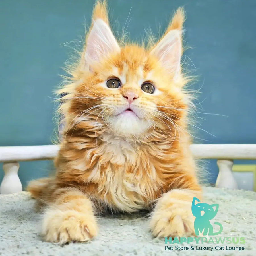 Izabel Maine Coon female red tabby - live animals