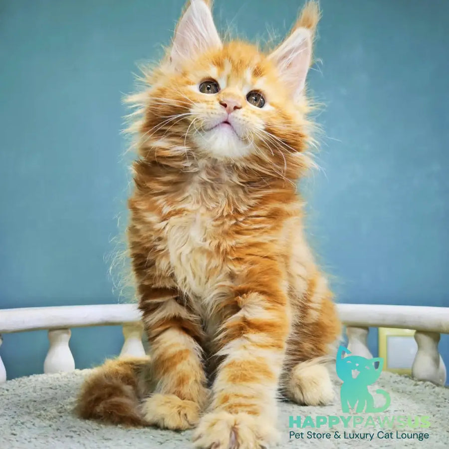 Izabel Maine Coon female red tabby - live animals
