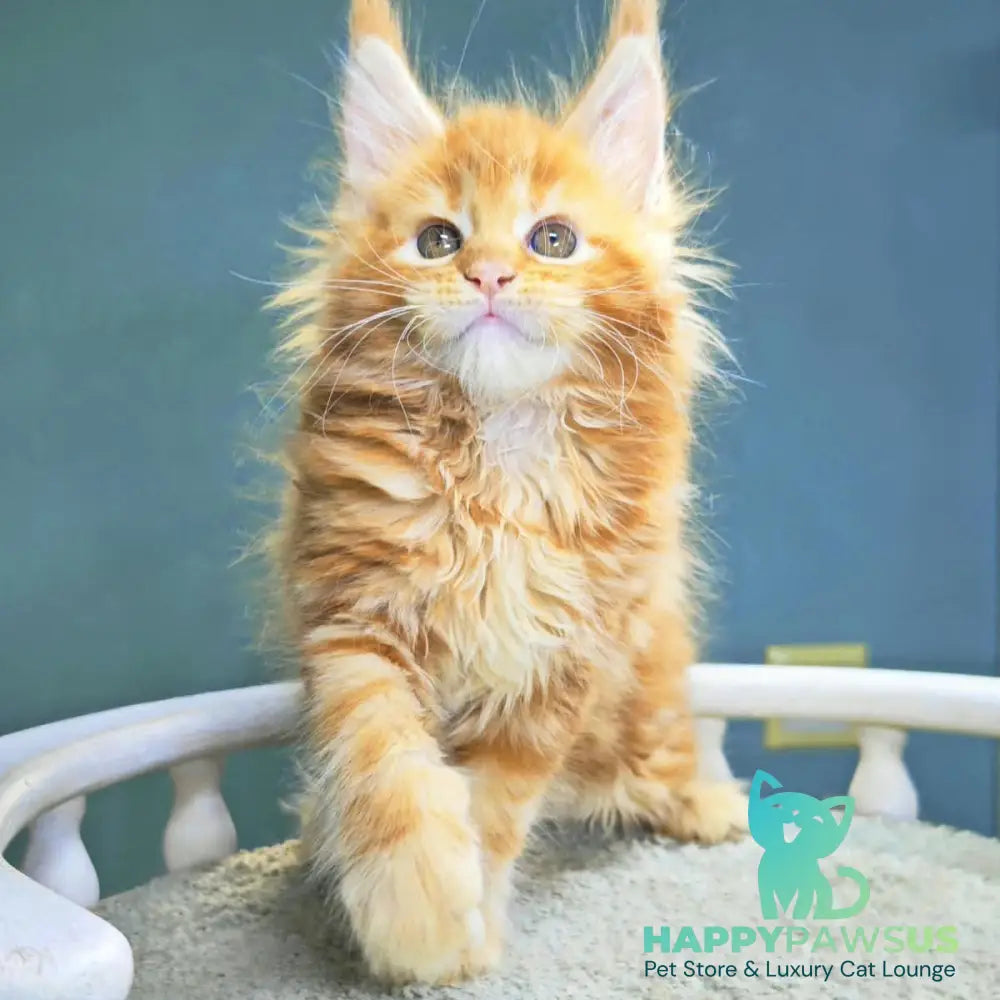 Izabel Maine Coon female red tabby - live animals