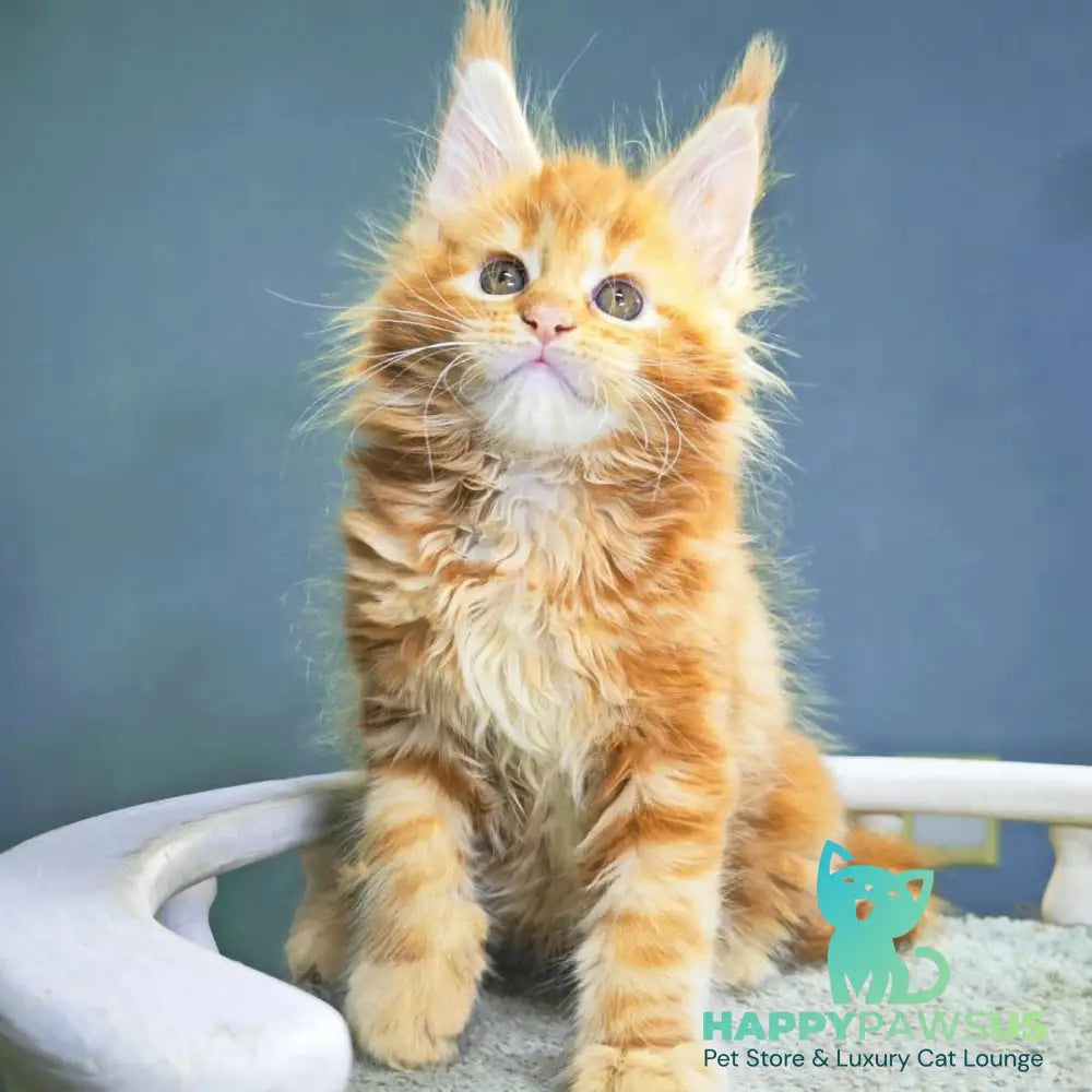 Izabel Maine Coon female red tabby - live animals