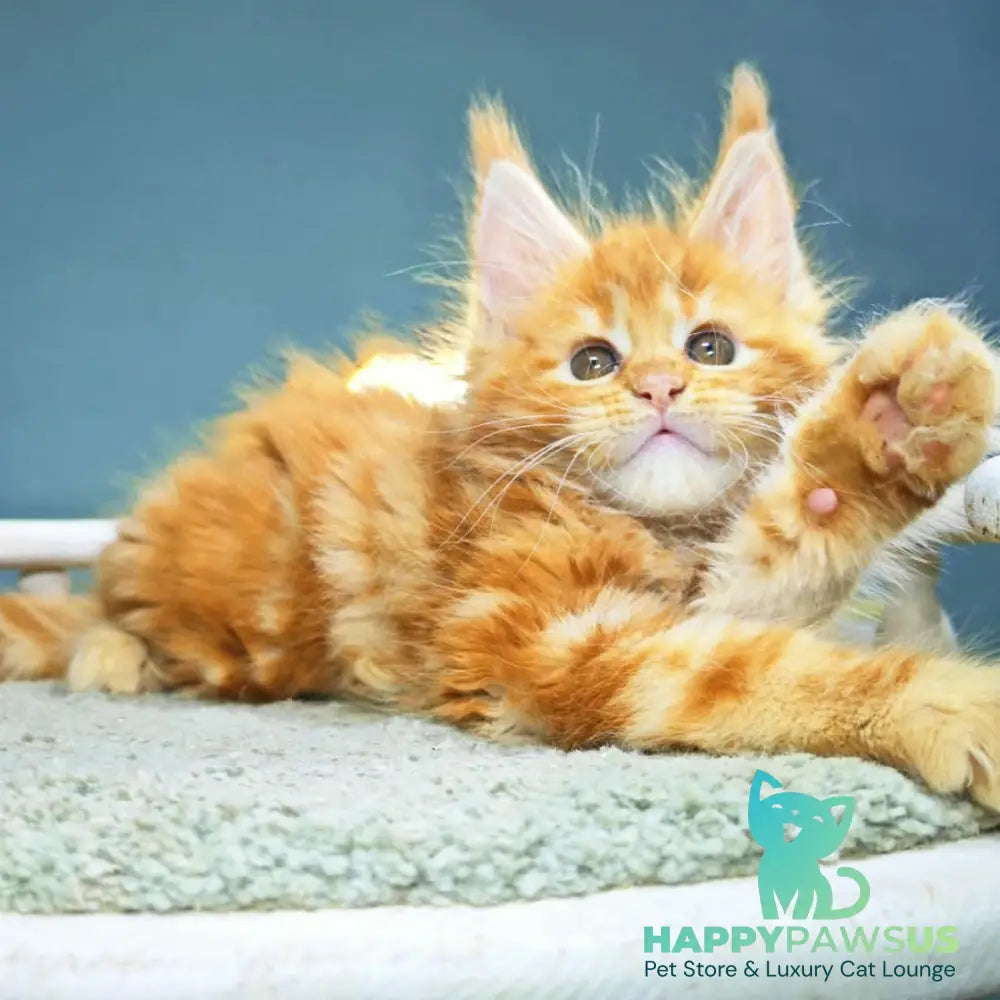 Izabel Maine Coon female red tabby - live animals