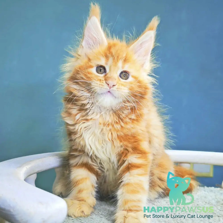Izabel Maine Coon female red tabby - live animals