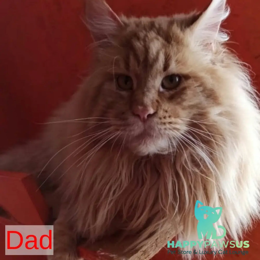 Izabel Maine Coon female red tabby - live animals