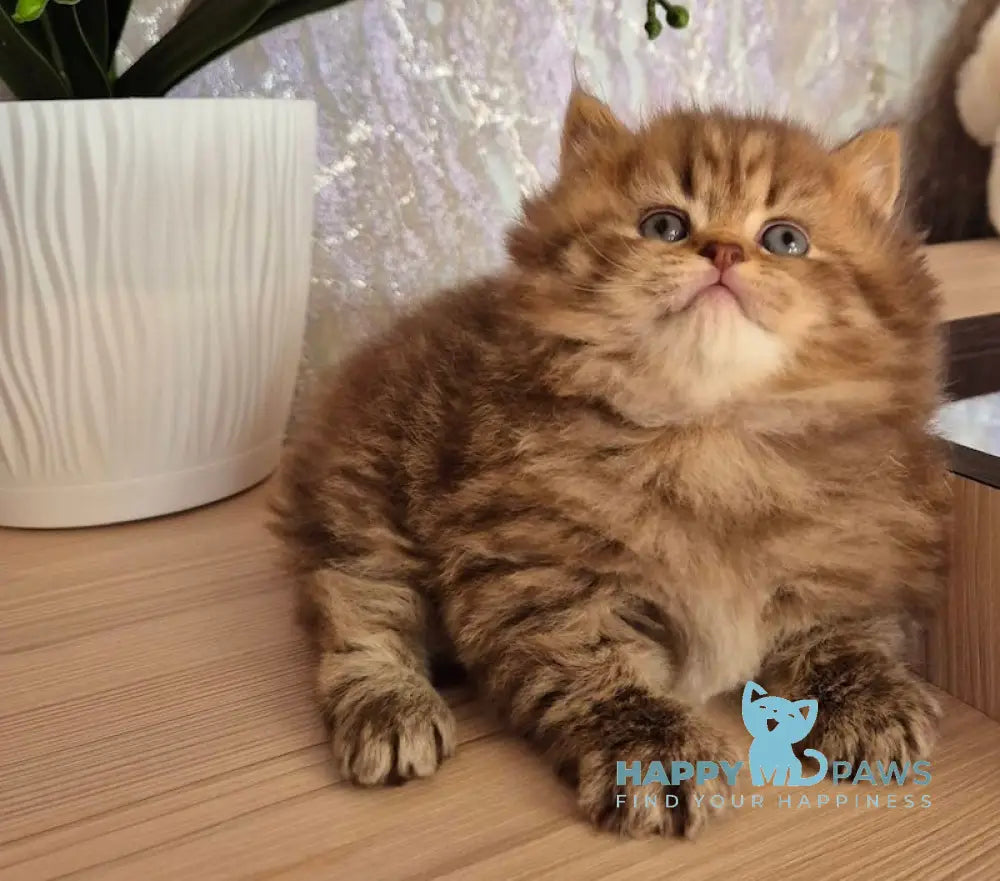 Izabella British Longhair female chocolate ticked tabby live animals