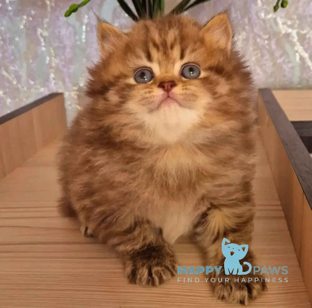 Izabella British Longhair female chocolate ticked tabby live animals