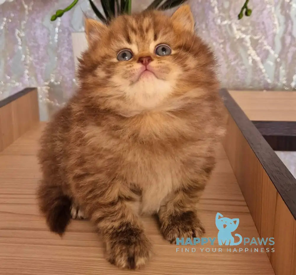 Izabella British Longhair female chocolate ticked tabby live animals