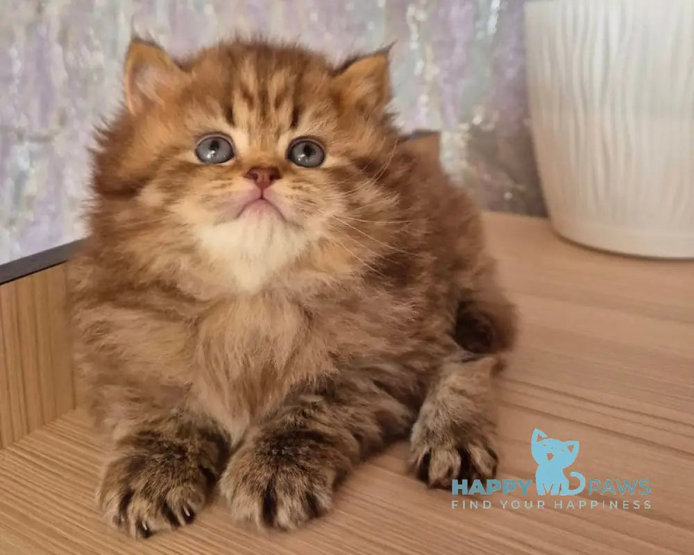 Izabella British Longhair female chocolate ticked tabby live animals