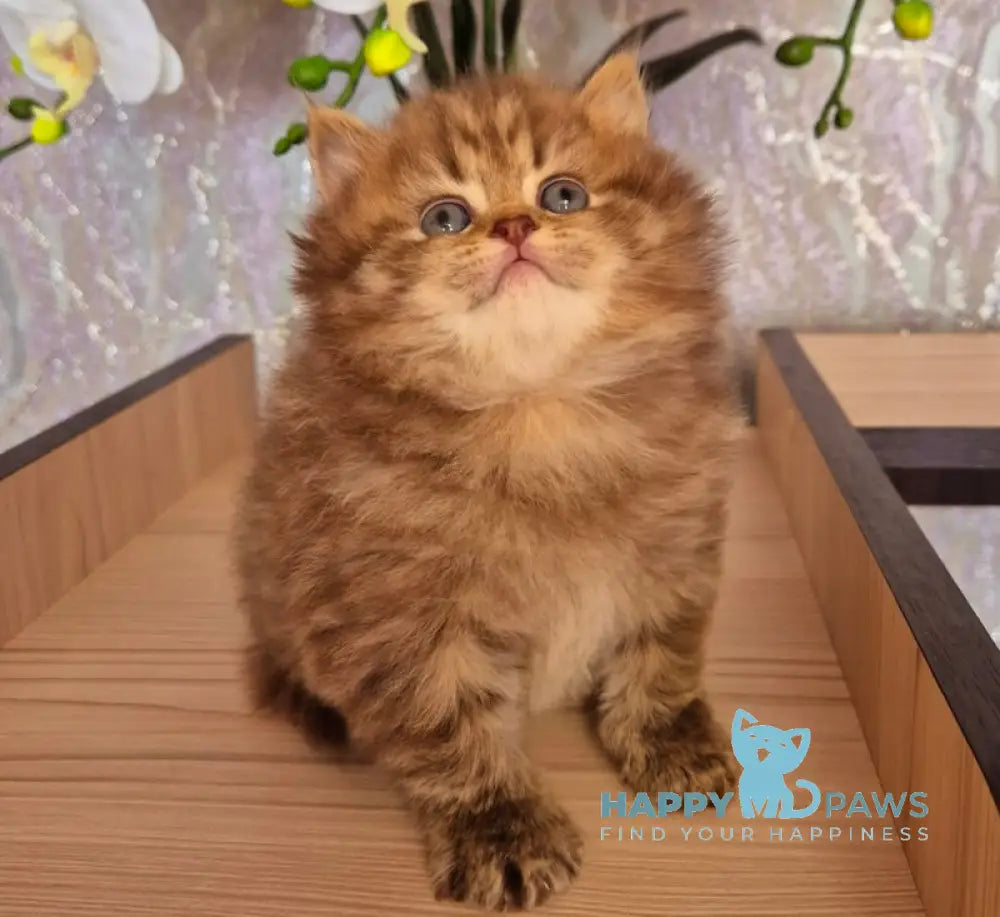 Izabella British Longhair female chocolate ticked tabby live animals