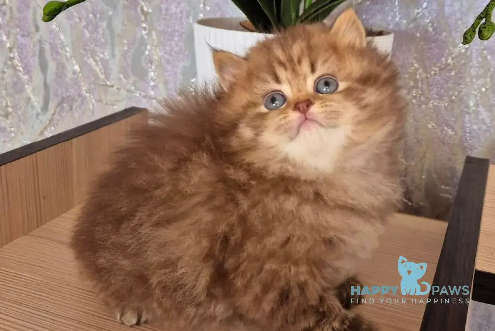 Izabella British Longhair female chocolate ticked tabby live animals