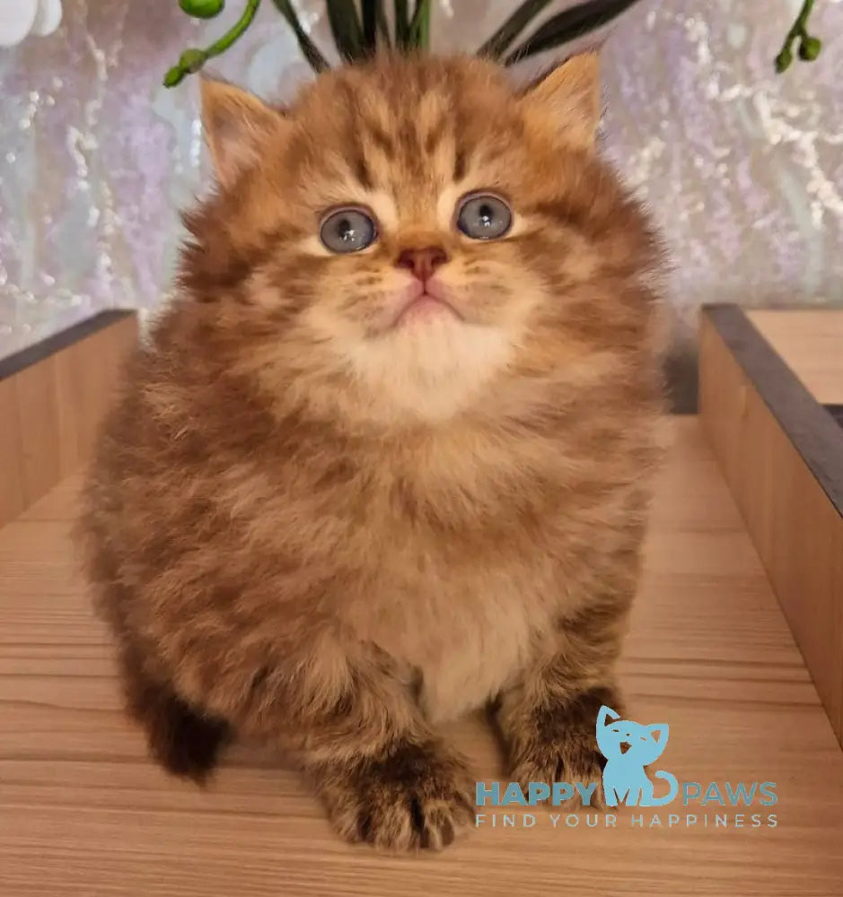 Izabella British Longhair female chocolate ticked tabby live animals