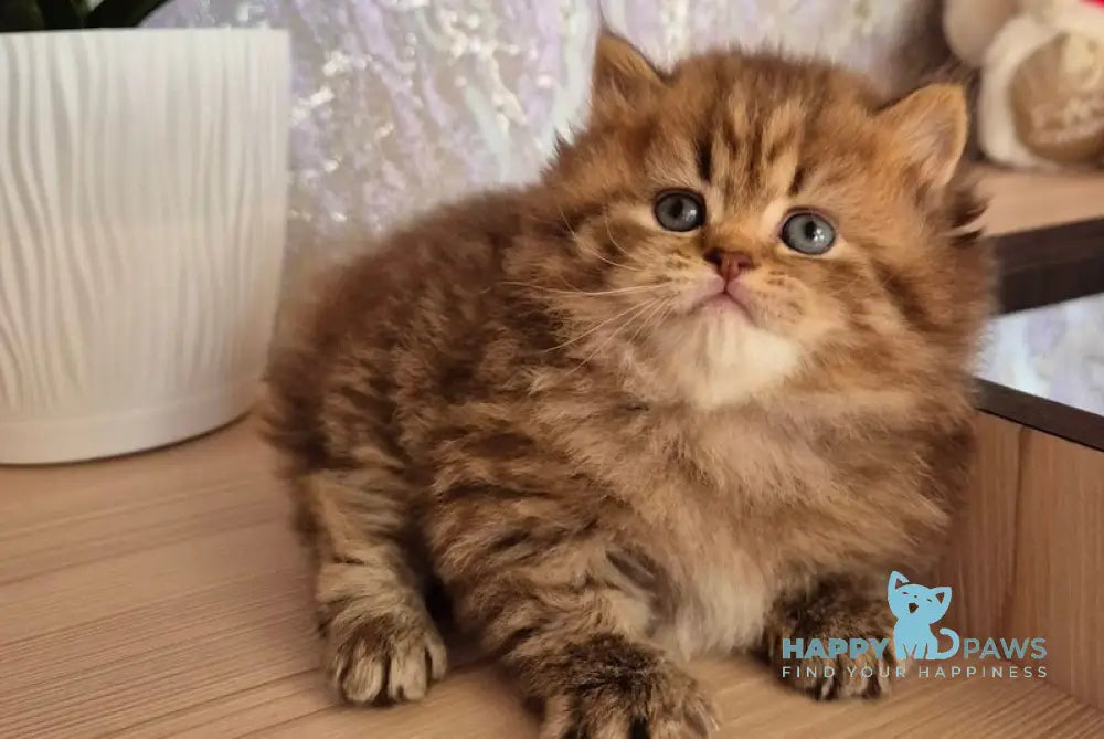 Izabella British Longhair female chocolate ticked tabby live animals