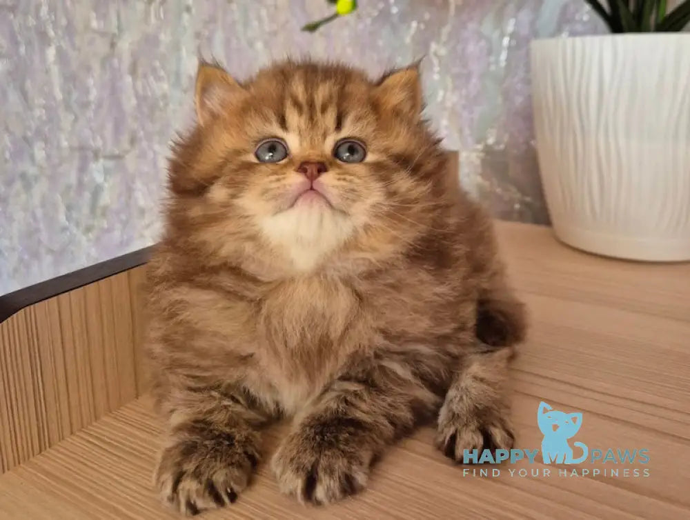 Izabella British Longhair female chocolate ticked tabby live animals
