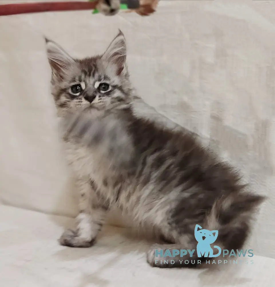 Izabella Maine Coon female blue silver tabby live animals