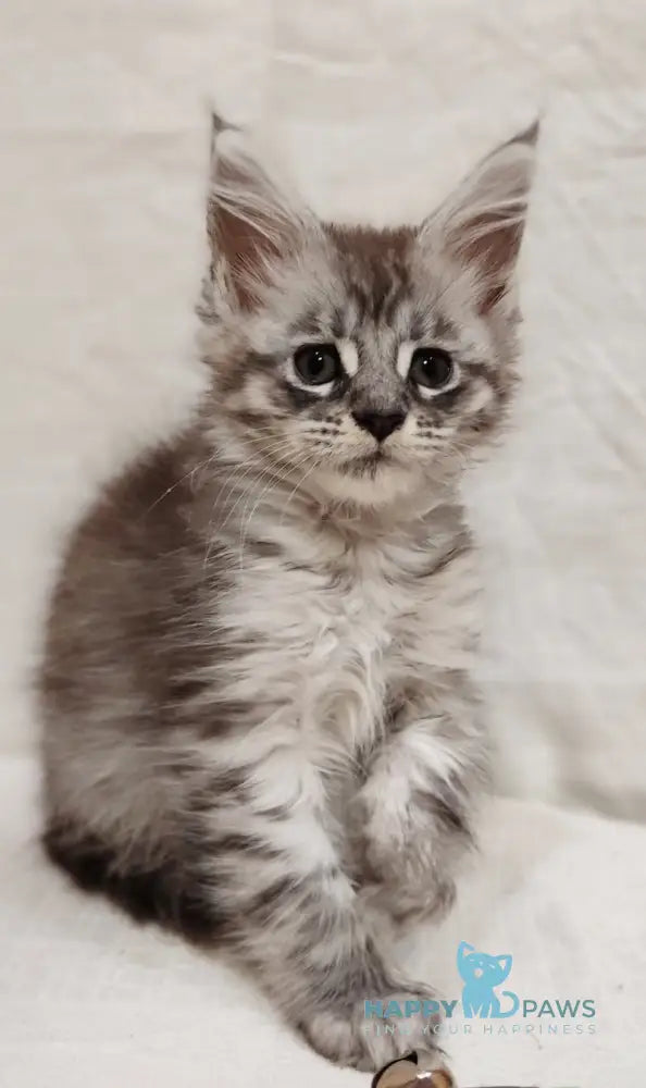 Izabella Maine Coon female blue silver tabby live animals
