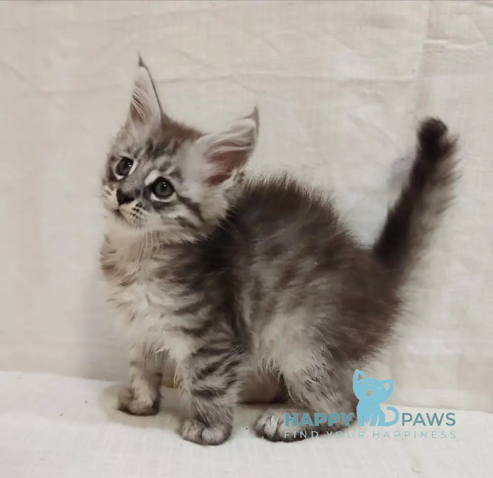 Izabella Maine Coon female blue silver tabby live animals