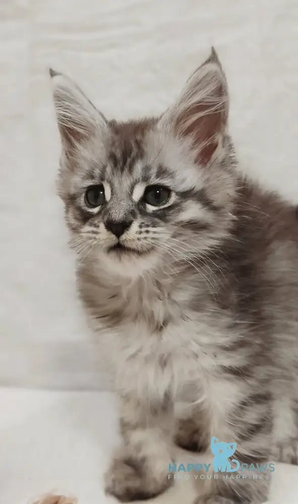 Izabella Maine Coon female blue silver tabby live animals