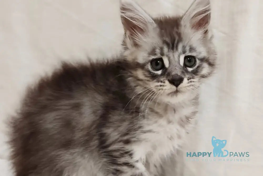 Izabella Maine Coon female blue silver tabby live animals