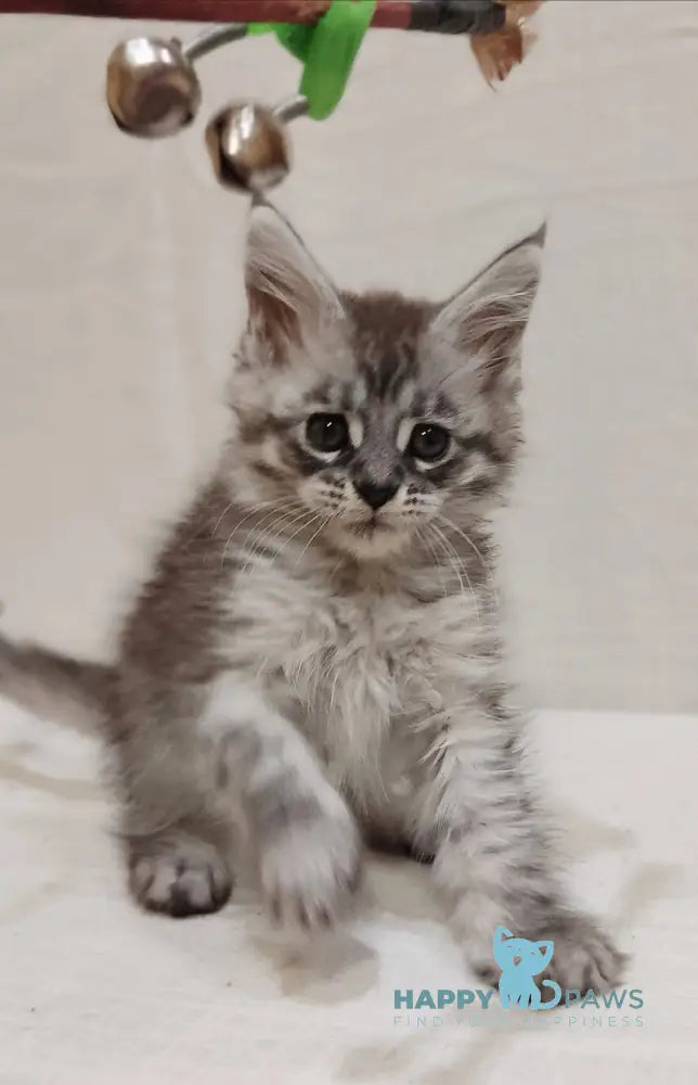 Izabella Maine Coon female blue silver tabby live animals
