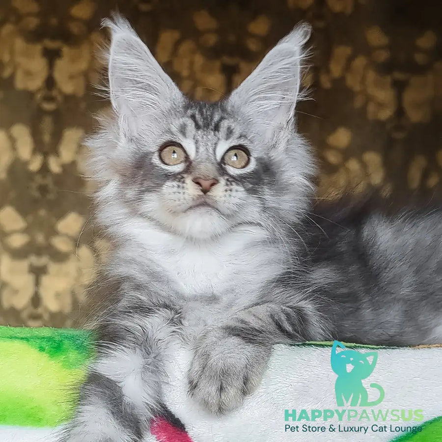 Izida Maine Coon female black silver tabby - live animals
