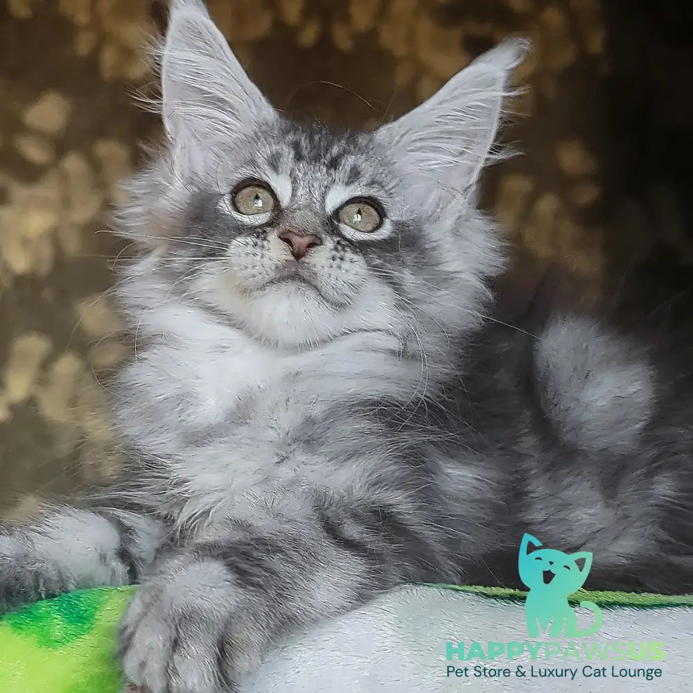 Izida Maine Coon female black silver tabby - live animals