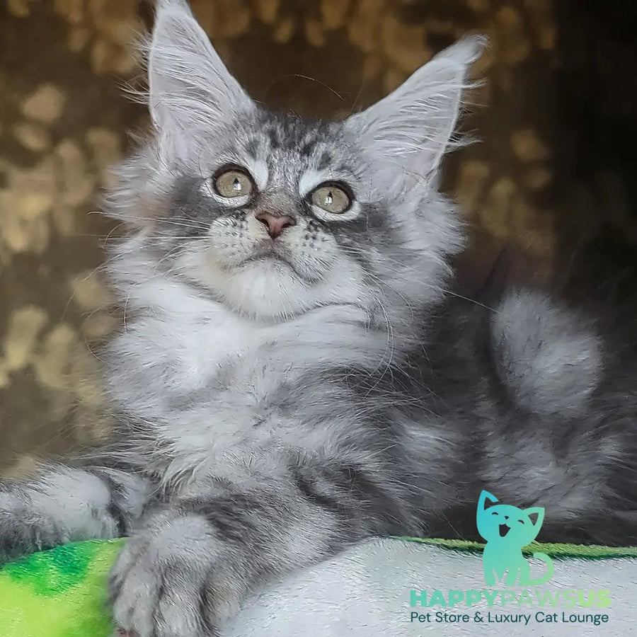 Izida Maine Coon female black silver tabby - live animals