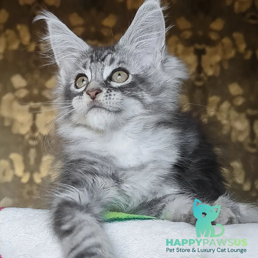 Izida Maine Coon female black silver tabby - live animals