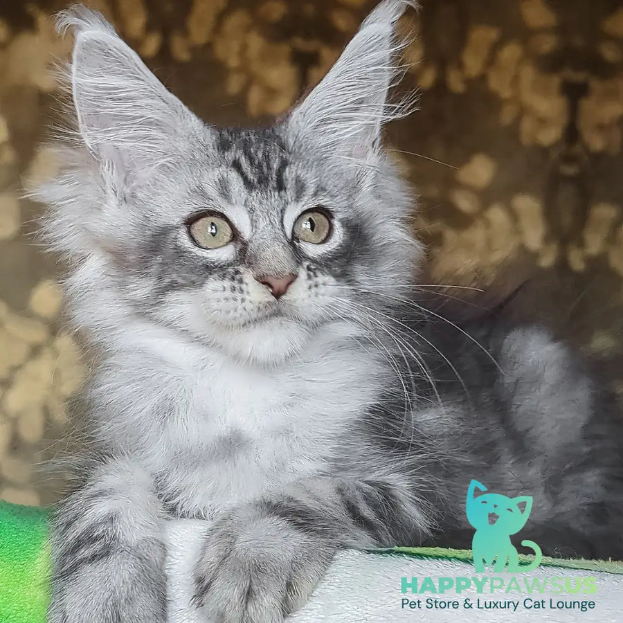Izida Maine Coon female black silver tabby - live animals