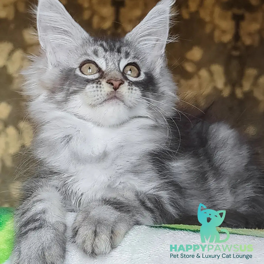 Izida Maine Coon female black silver tabby - live animals