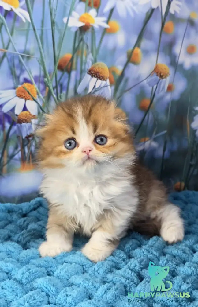 Izium Scottish Fold male chocolate golden shaded bicolour - live animals