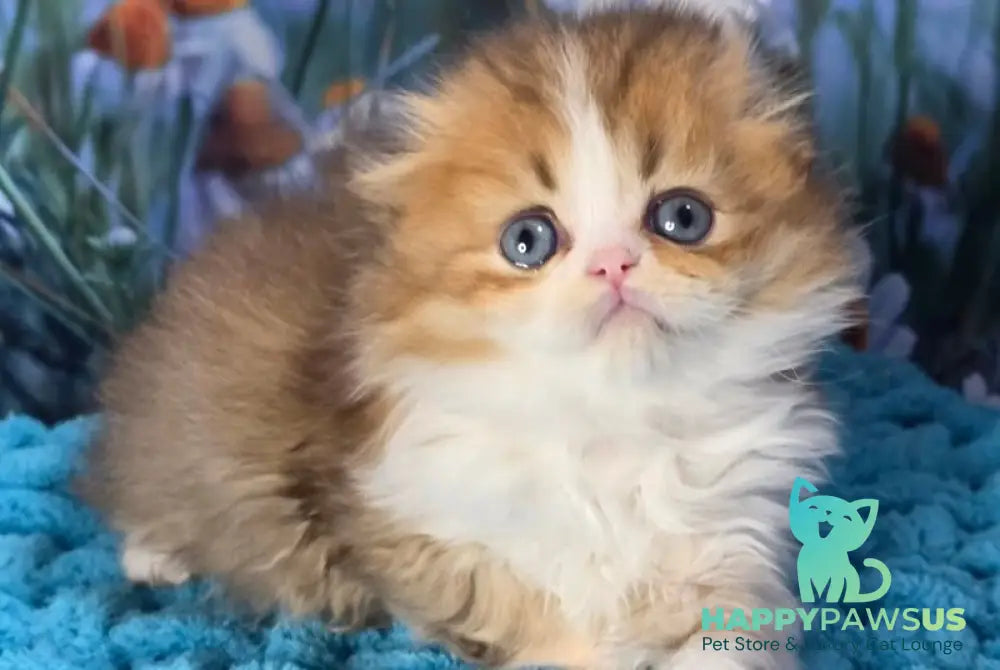 Izium Scottish Fold male chocolate golden shaded bicolour - live animals