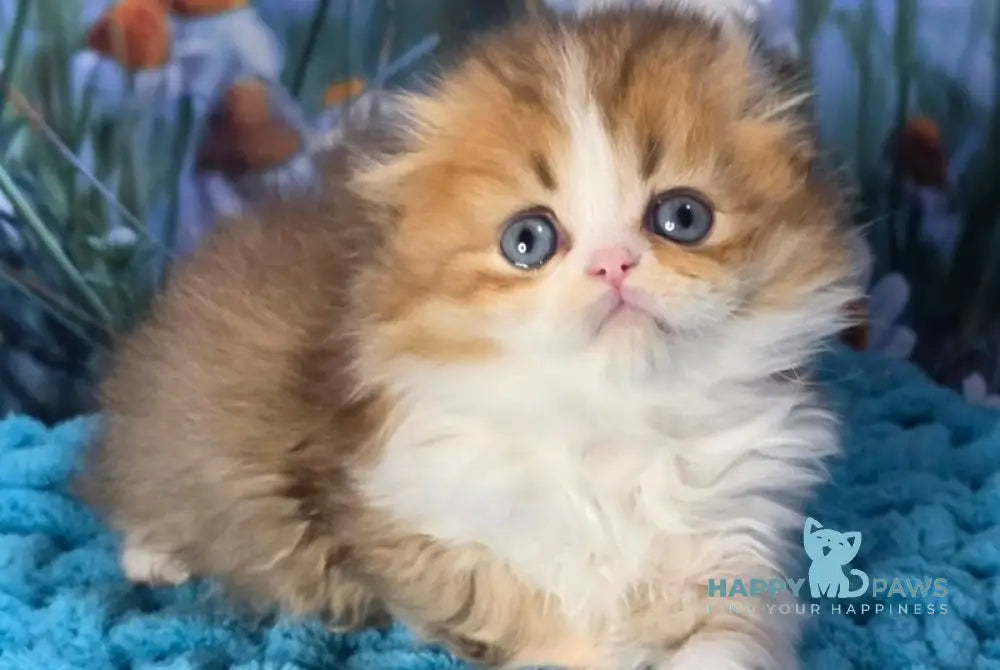 Izium Scottish Fold male chocolate golden shaded bicolour - live animals