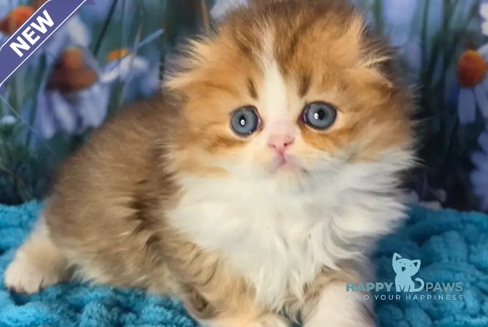Izium Scottish Fold male chocolate golden shaded bicolour - live animals