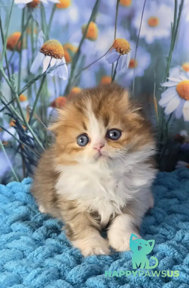 Izium Scottish Fold male chocolate golden shaded bicolour - live animals