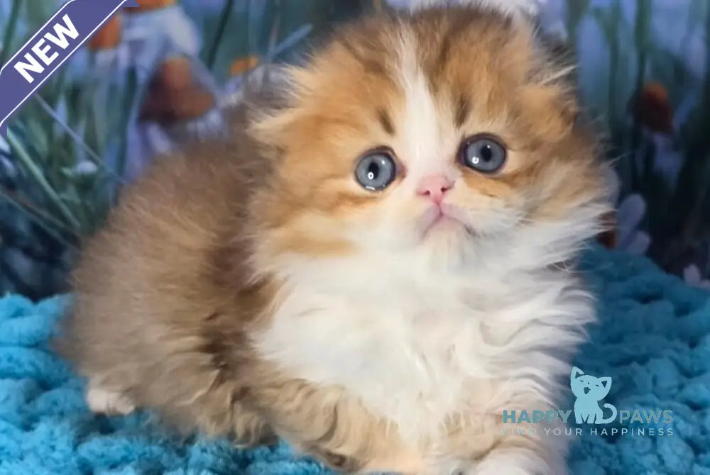 Izium Scottish Fold male chocolate golden shaded bicolour - live animals